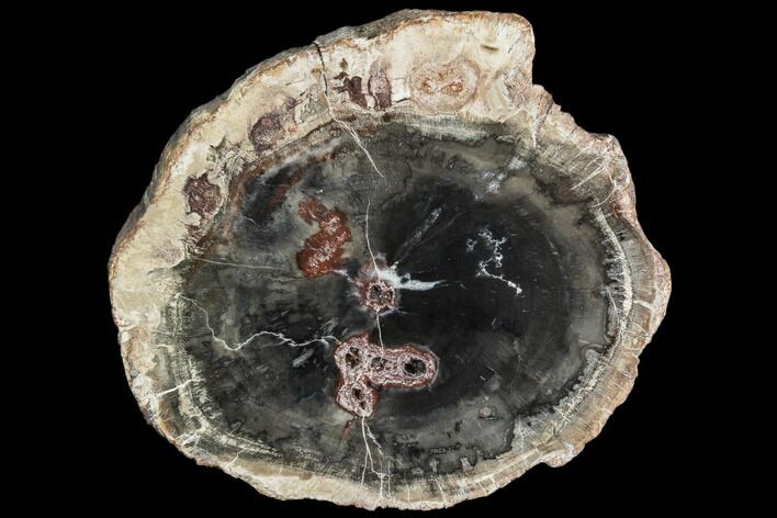 Petrified Wood (Araucaria) Slice - Madagascar #105375
